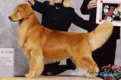 Golden Retriever(ëѰȮ)