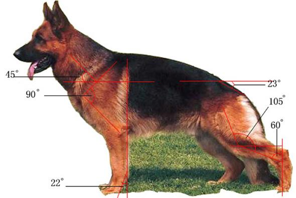 ¹Ȯ (Ӣ:German Shepherd Dog)